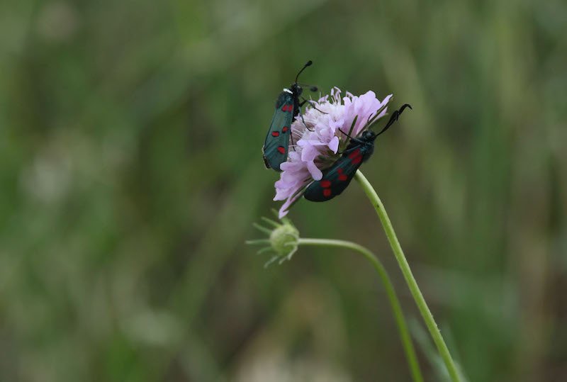 DSC_1066 DSC_1066