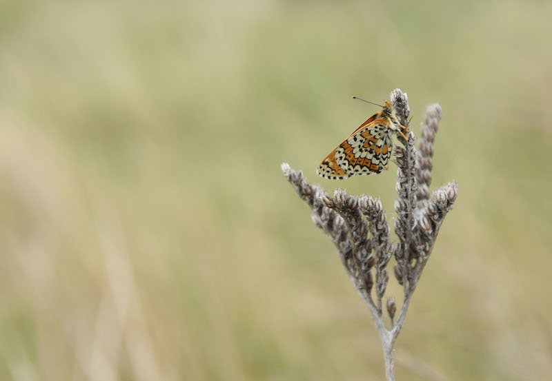DSC_9859 DSC_9859