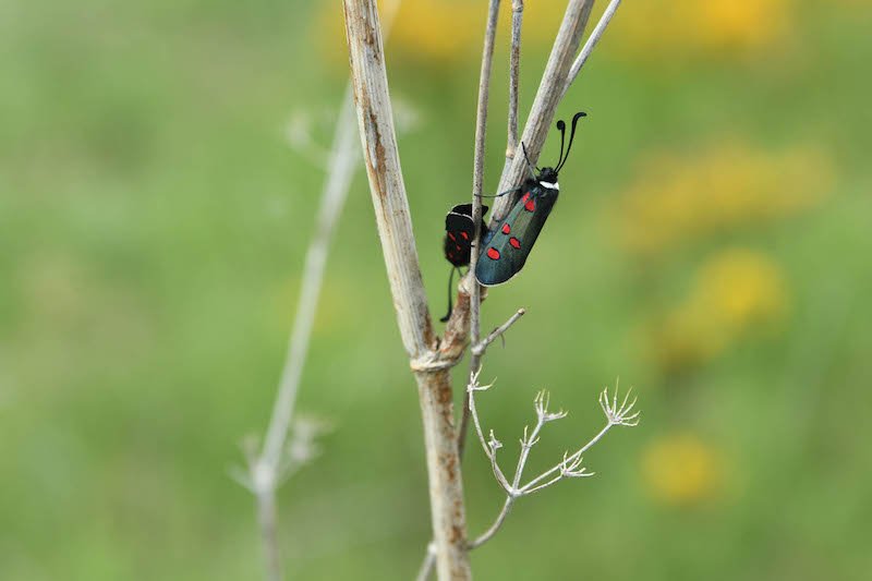 DSC_0690 DSC_0690