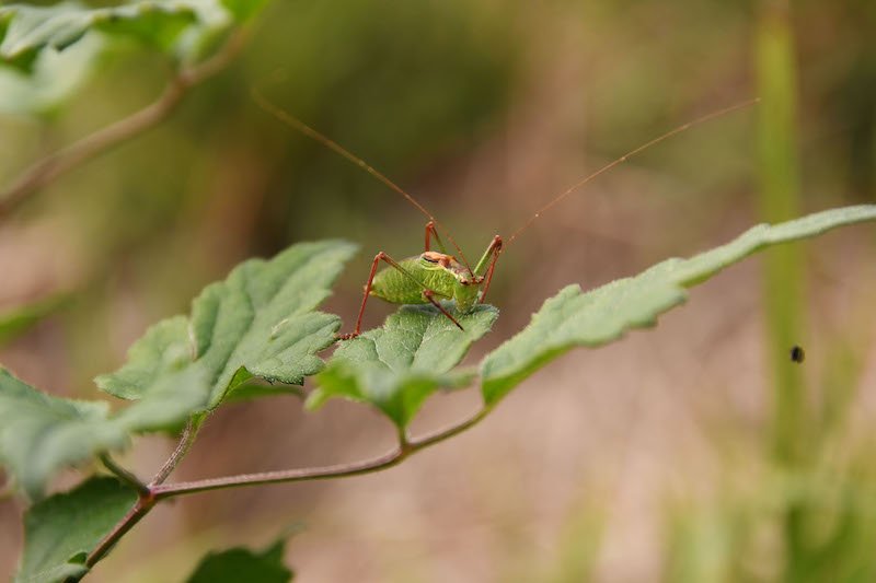 DSC_5424 DSC_5424